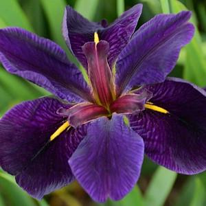 Iris 'Black Gamecock', Louisiana Iris, Purple Iris, Purple flowers, Dark Flowers, Dark Iris